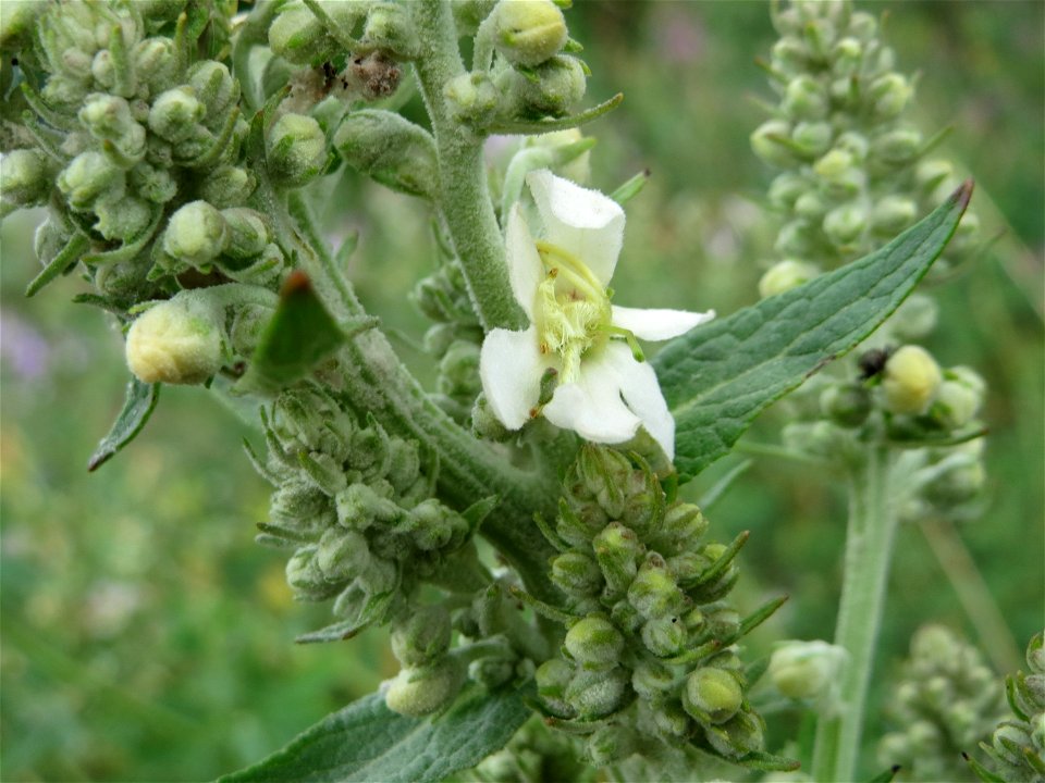 Mehlige Königskerze (Verbascum lychnitis) am Bahnhof Wiesental