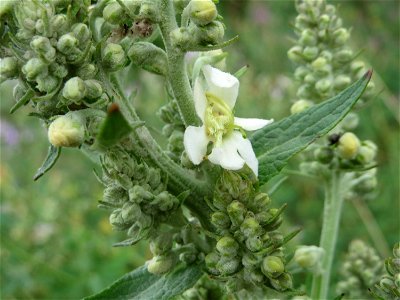 Mehlige Königskerze (Verbascum lychnitis) am Bahnhof Wiesental