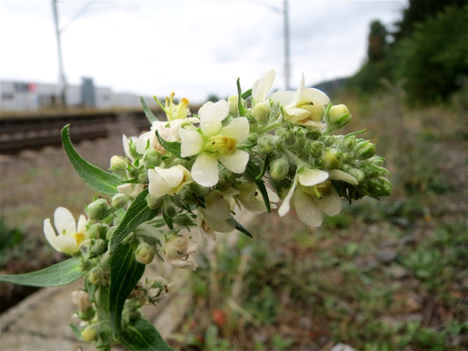 Mehlige Königskerze (Verbascum lychnitis) am Bahnhof Bruchmühlbach-Miesau