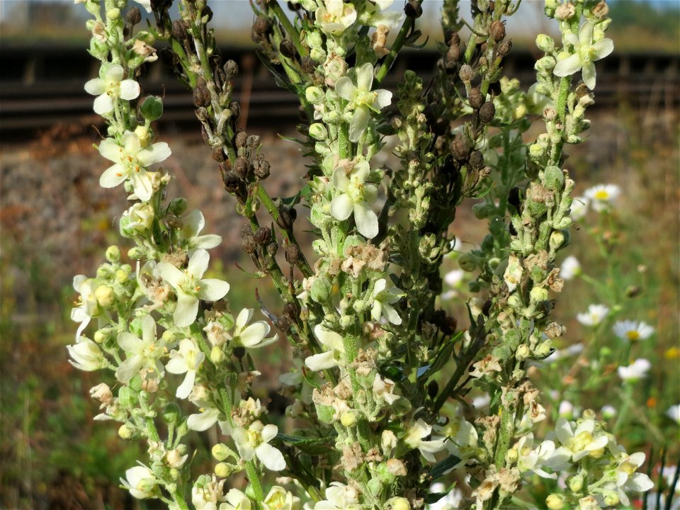Mehlige Königskerze (Verbascum lychnitis) am Bahnhof Bruchmühlbach-Miesau