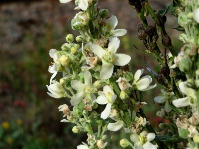 Mehlige Königskerze (Verbascum lychnitis) am Bahnhof Bruchmühlbach-Miesau