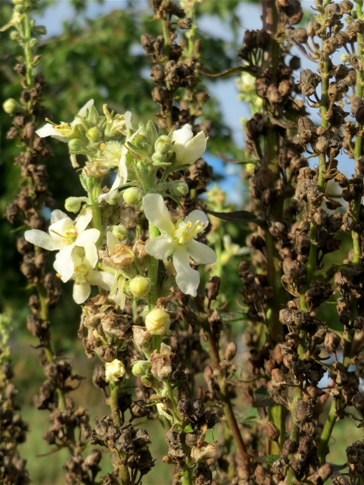 Mehlige Königskerze (Verbascum lychnitis) in Hockenheim