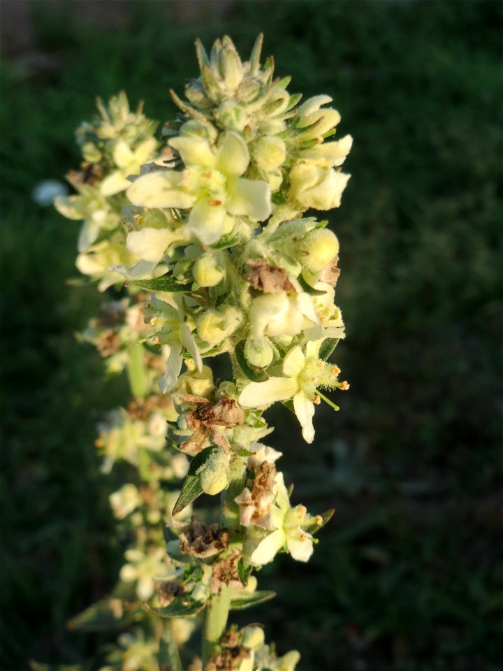 Mehlige Königskerze (Verbascum lychnitis) in Hockenheim