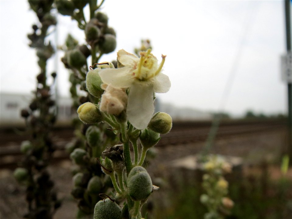Mehlige Königskerze (Verbascum lychnitis) am Bahnhof Bruchmühlbach-Miesau