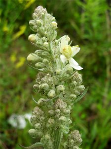 Mehlige Königskerze (Verbascum lychnitis) am Bahnhof Bruchmühlbach-Miesau