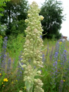 Mehlige Königskerze (Verbascum lychnitis) am Bahnhof Bruchmühlbach-Miesau