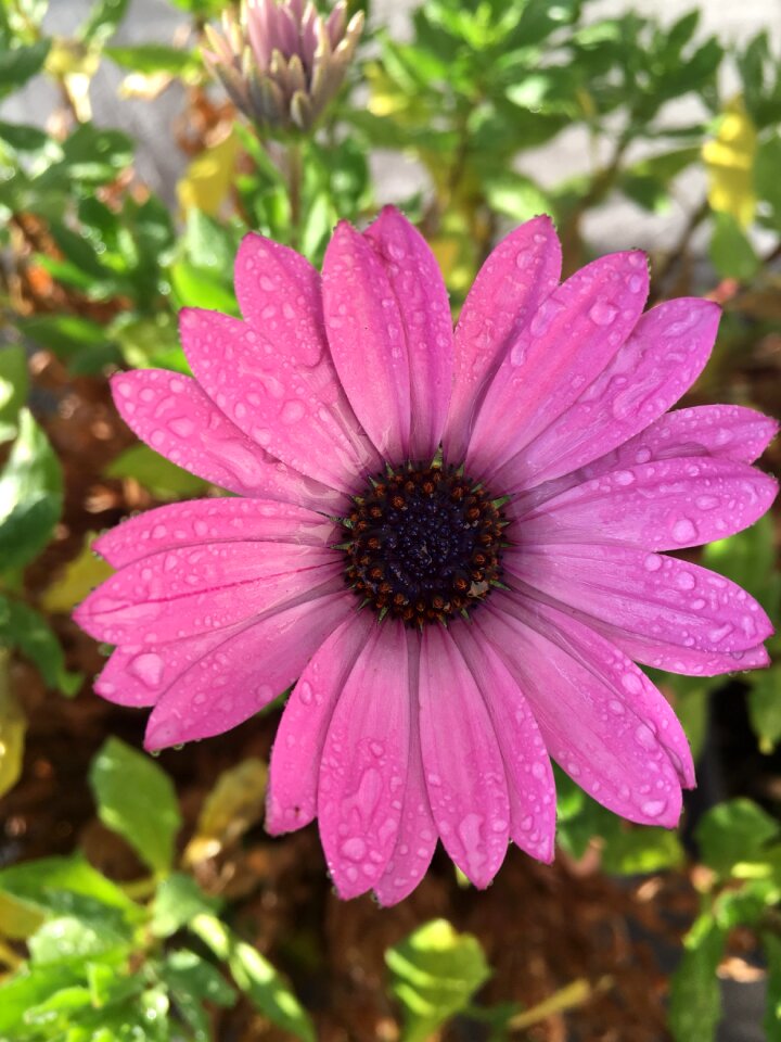 Pink raindrop wet