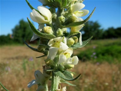 Mehlige Königskerze (Verbascum lychnitis) in Hockenheim photo