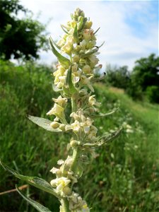 Mehlige Königskerze (Verbascum lychnitis) in Hockenheim photo