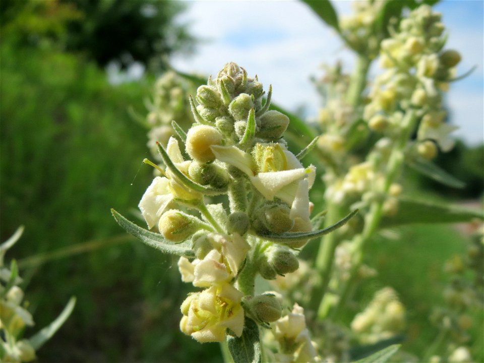 Mehlige Königskerze (Verbascum lychnitis) in Hockenheim