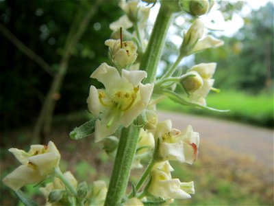 Mehlige Königskerze (Verbascum lychnitis) im Schwetzinger Hardt