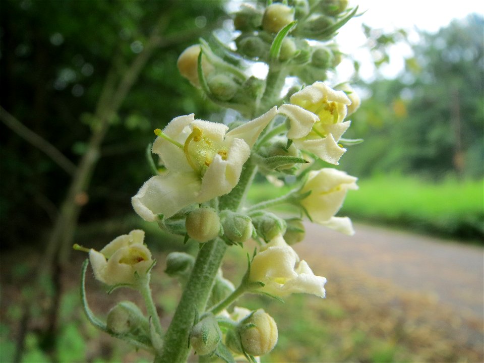 Mehlige Königskerze (Verbascum lychnitis) im Schwetzinger Hardt