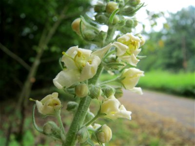 Mehlige Königskerze (Verbascum lychnitis) im Schwetzinger Hardt
