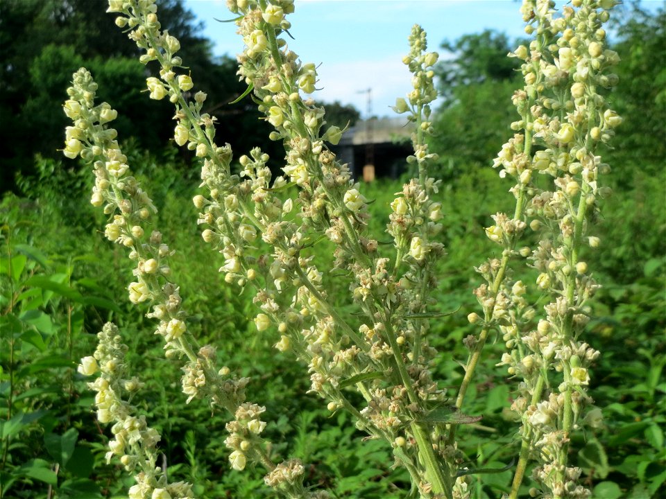 Mehlige Königskerze (Verbascum lychnitis) im Schwetzinger Hardt - an der Bahnstrecke Mannheim-Karlsruhe findet sich ein kleines Sandmagerrasen-Biotop mit typischer Binnendünen-Vegetation
