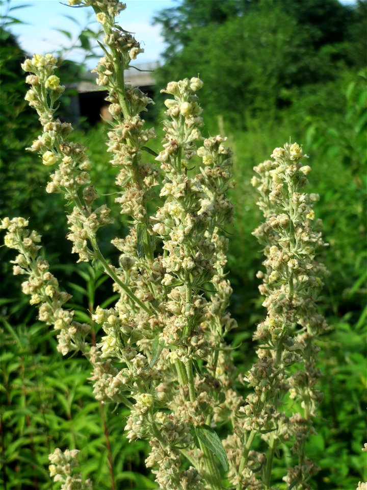 Mehlige Königskerze (Verbascum lychnitis) im Schwetzinger Hardt - an der Bahnstrecke Mannheim-Karlsruhe findet sich ein kleines Sandmagerrasen-Biotop mit typischer Binnendünen-Vegetation