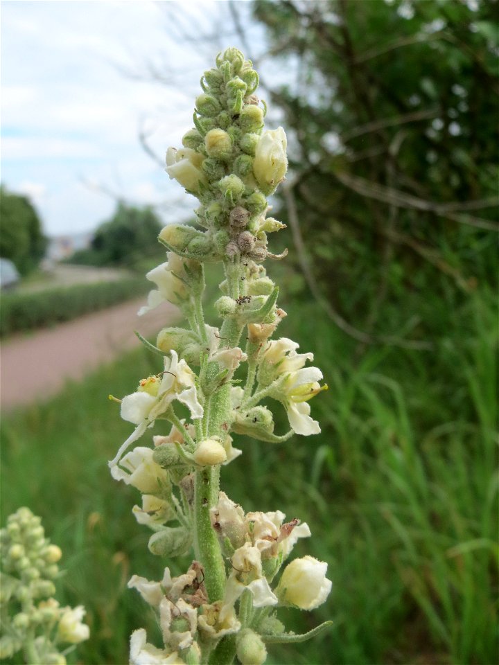 Mehlige Königskerze (Verbascum lychnitis) in Hockenheim