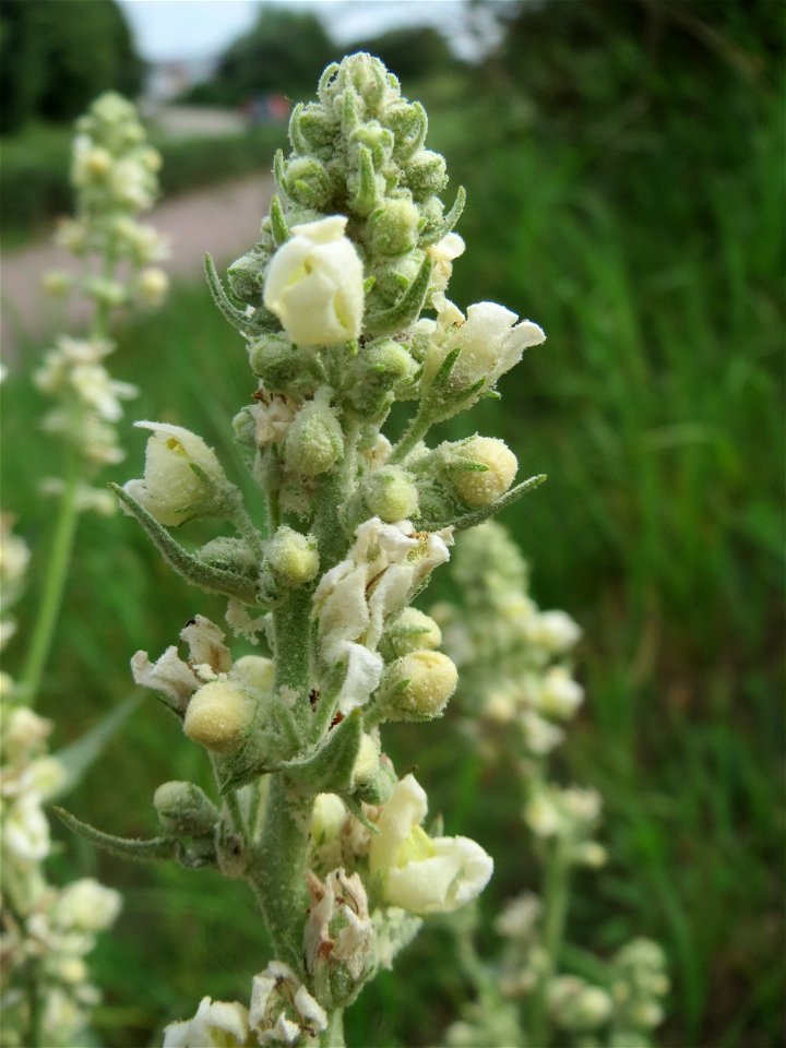 Mehlige Königskerze (Verbascum lychnitis) in Hockenheim