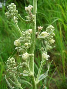 Mehlige Königskerze (Verbascum lychnitis) in Hockenheim photo