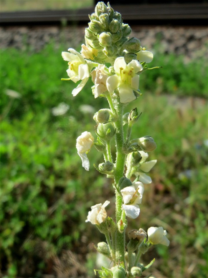 Mehlige Königskerze (Verbascum lychnitis) am Bahnhof Bruchmühlbach-Miesau