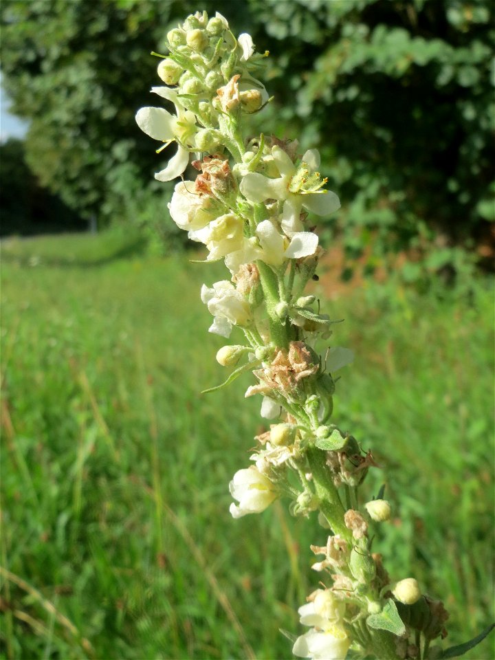 Mehlige Königskerze (Verbascum lychnitis) in Hockenheim