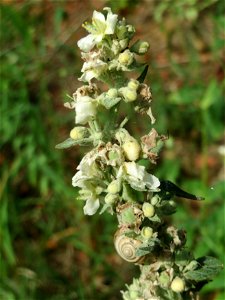 Mehlige Königskerze (Verbascum lychnitis) in Hockenheim photo