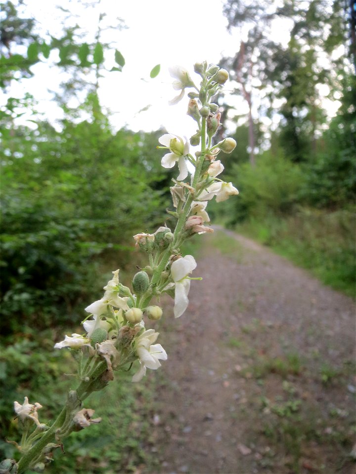 Mehlige Königskerze (Verbascum lychnitis) im Schwetzinger Hardt