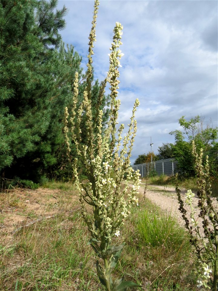 Mehlige Königskerze (Verbascum lychnitis) im Schwetzinger Hardt