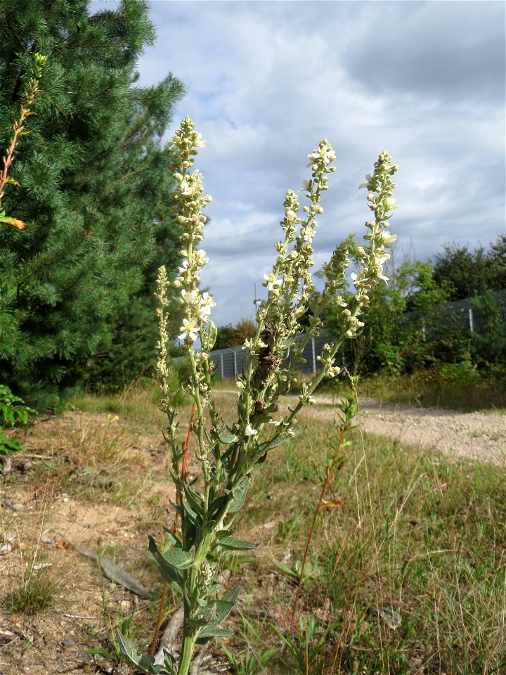 Mehlige Königskerze (Verbascum lychnitis) im Schwetzinger Hardt