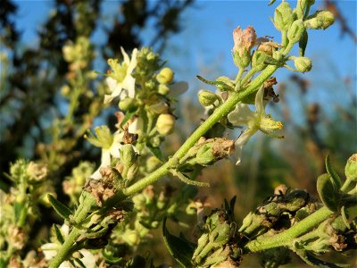 Mehlige Königskerze (Verbascum lychnitis) bei Ketsch photo