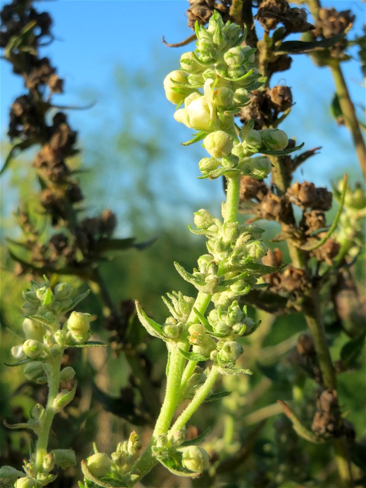 Mehlige Königskerze (Verbascum lychnitis) bei Ketsch
