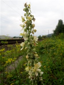 Mehlige Königskerze (Verbascum lychnitis) am Bahnhof Bruchmühlbach-Miesau photo