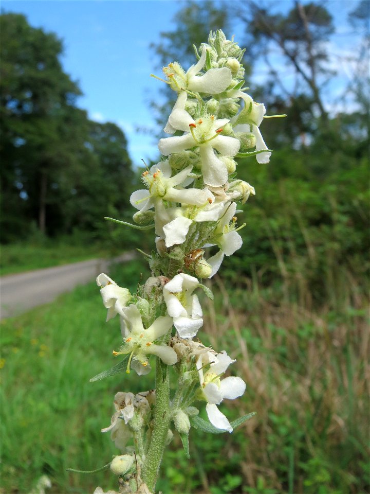 Mehlige Königskerze (Verbascum lychnitis) in der Schwetzinger Hardt