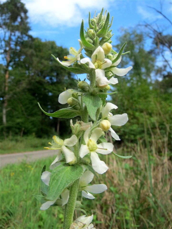 Mehlige Königskerze (Verbascum lychnitis) in der Schwetzinger Hardt