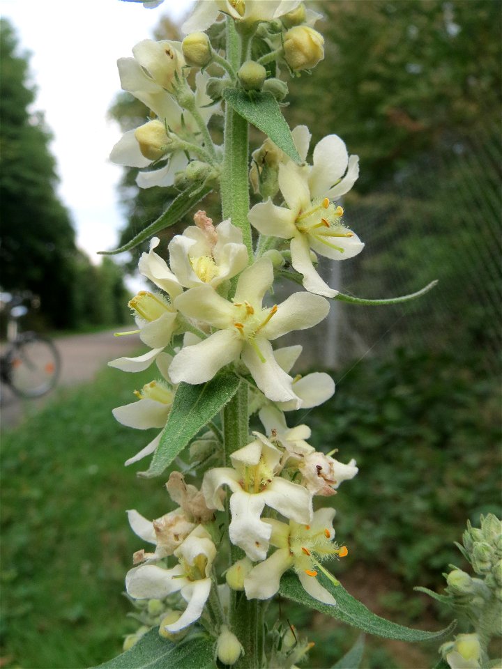 Mehlige Königskerze (Verbascum lychnitis) in der Schwetzinger Hardt