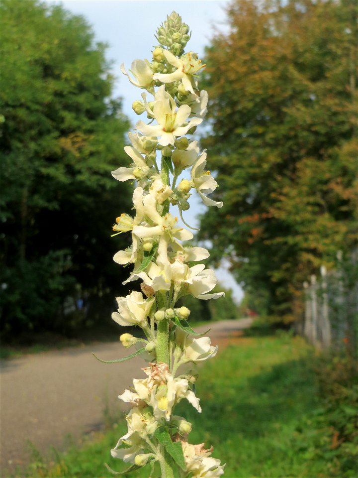 Mehlige Königskerze (Verbascum lychnitis) in der Schwetzinger Hardt