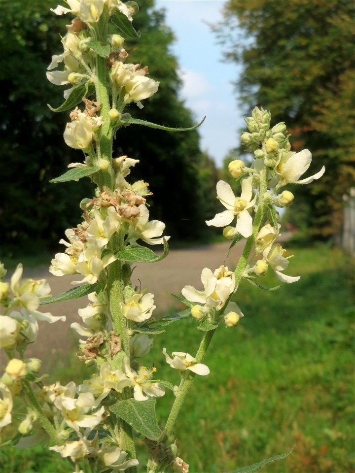 Mehlige Königskerze (Verbascum lychnitis) in der Schwetzinger Hardt