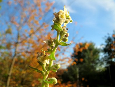 Mehlige Königskerze (Verbascum lychnitis) in der Schwetzinger Hardt