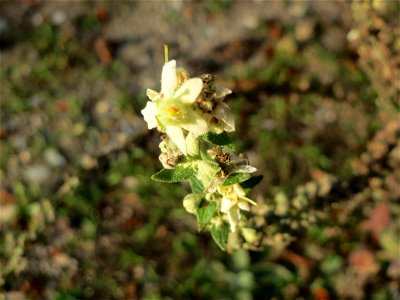 Mehlige Königskerze (Verbascum lychnitis) in der Schwetzinger Hardt