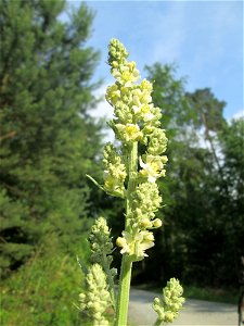 Mehlige Königskerze (Verbascum lychnitis) in der Schwetzinger Hardt photo