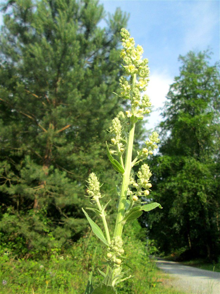 Mehlige Königskerze (Verbascum lychnitis) in der Schwetzinger Hardt