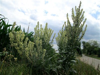 Mehlige Königskerze (Verbascum lychnitis) im Landschaftsschutzgebiet „Hockenheimer Rheinbogen“ photo