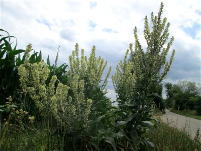 Mehlige Königskerze (Verbascum lychnitis) im Landschaftsschutzgebiet „Hockenheimer Rheinbogen“