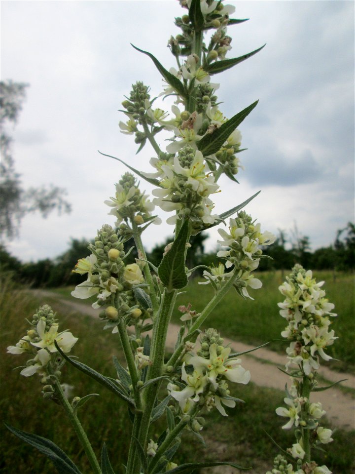 Mehlige Königskerze (Verbascum lychnitis) auf einer Streuobtwiese in Hockenheim