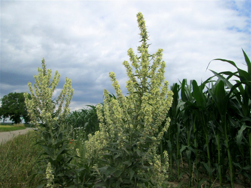 Mehlige Königskerze (Verbascum lychnitis) im Landschaftsschutzgebiet „Hockenheimer Rheinbogen“