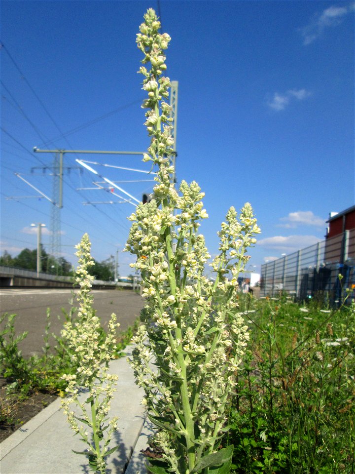 Mehlige Königskerze (Verbascum lychnitis) am Bahnhof Landstuhl