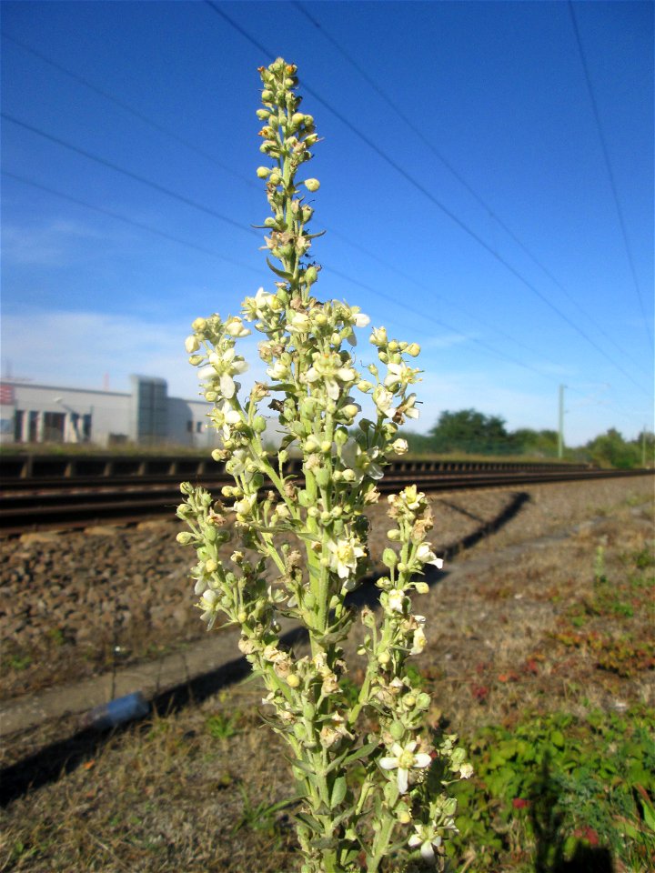 Mehlige Königskerze (Verbascum lychnitis) am Bahnhof Bruchmühlbach-Miesau