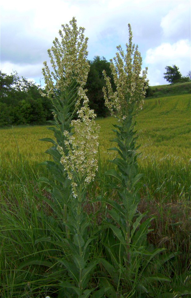Verbascum lychnitis flowering plants, Castelltallat, Catalonia