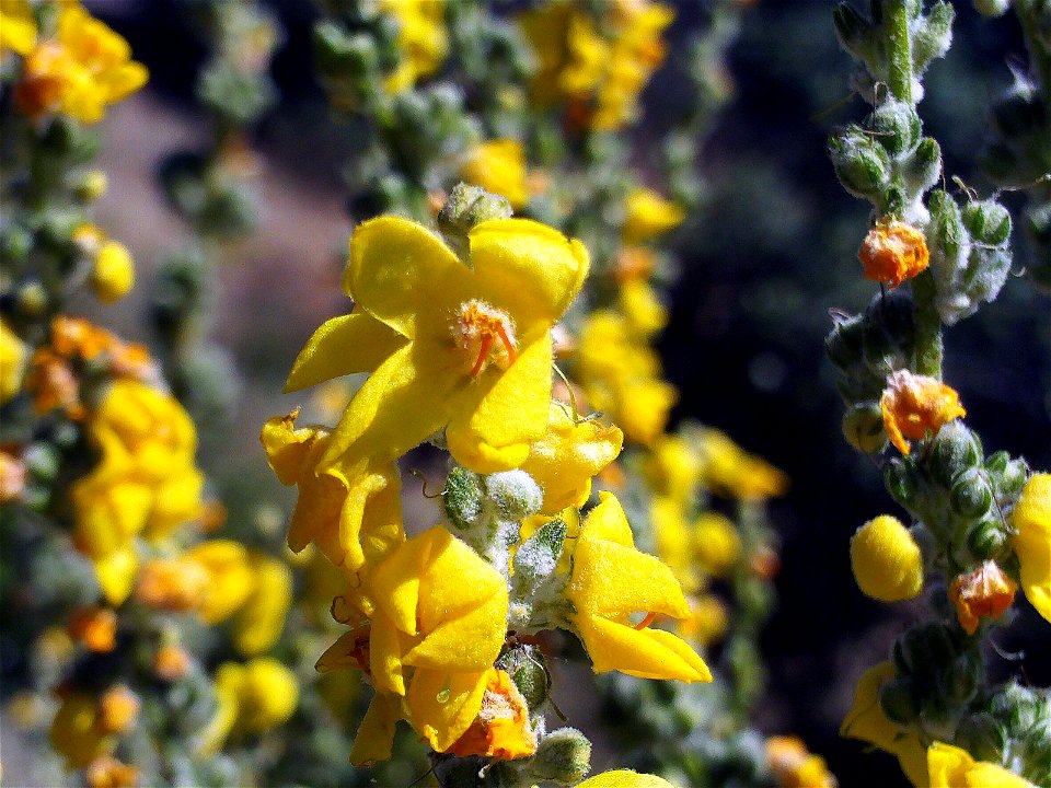 Verbascum pulverulentum Flowers Closeup Valle de Alcudia, Spain