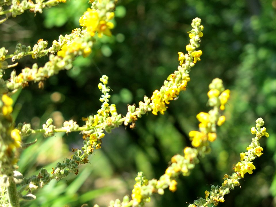 Verbascum pulverulentum in the Center for nature in Colombes (Hauts-de-Seine, France.