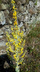 Verbascum pulverulentum
from Corsica